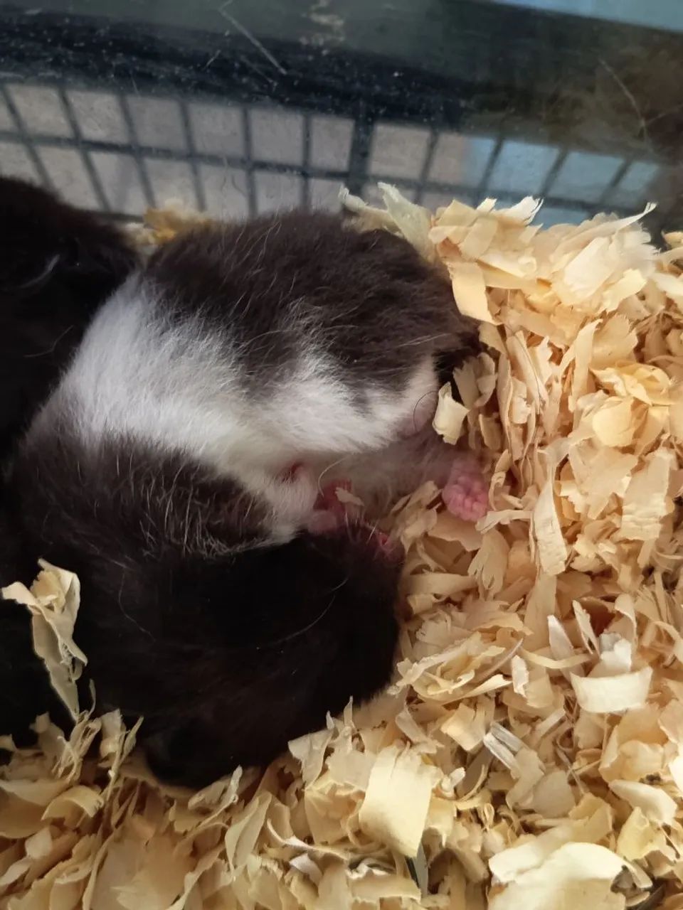 Hamster Sírio Panda - Foto 4