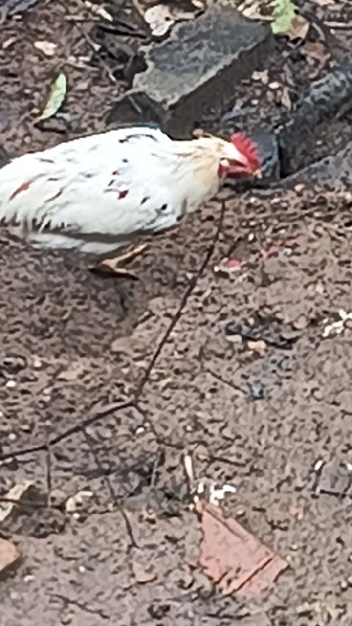 Frango caipira  - Foto 4