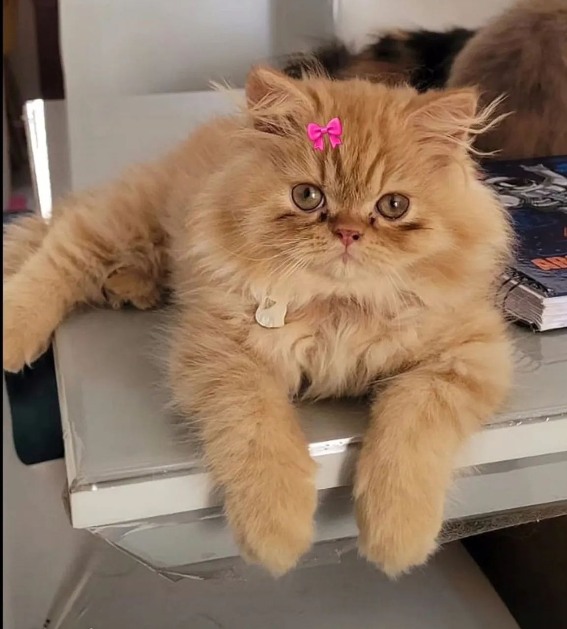 Gatinha persa - Foto 5