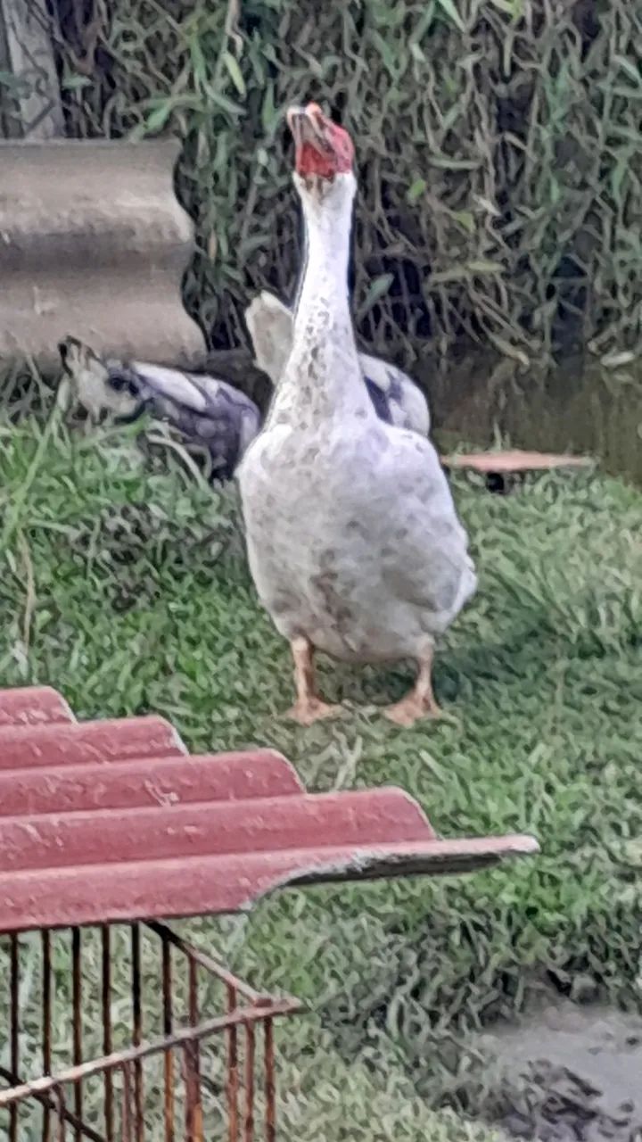 Vendo Pato Mula - Foto 2