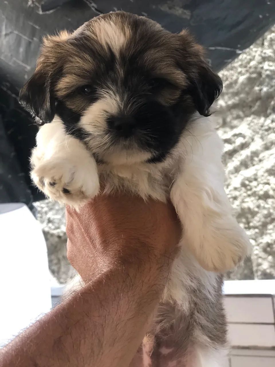 Lhasa apso  - Foto 4