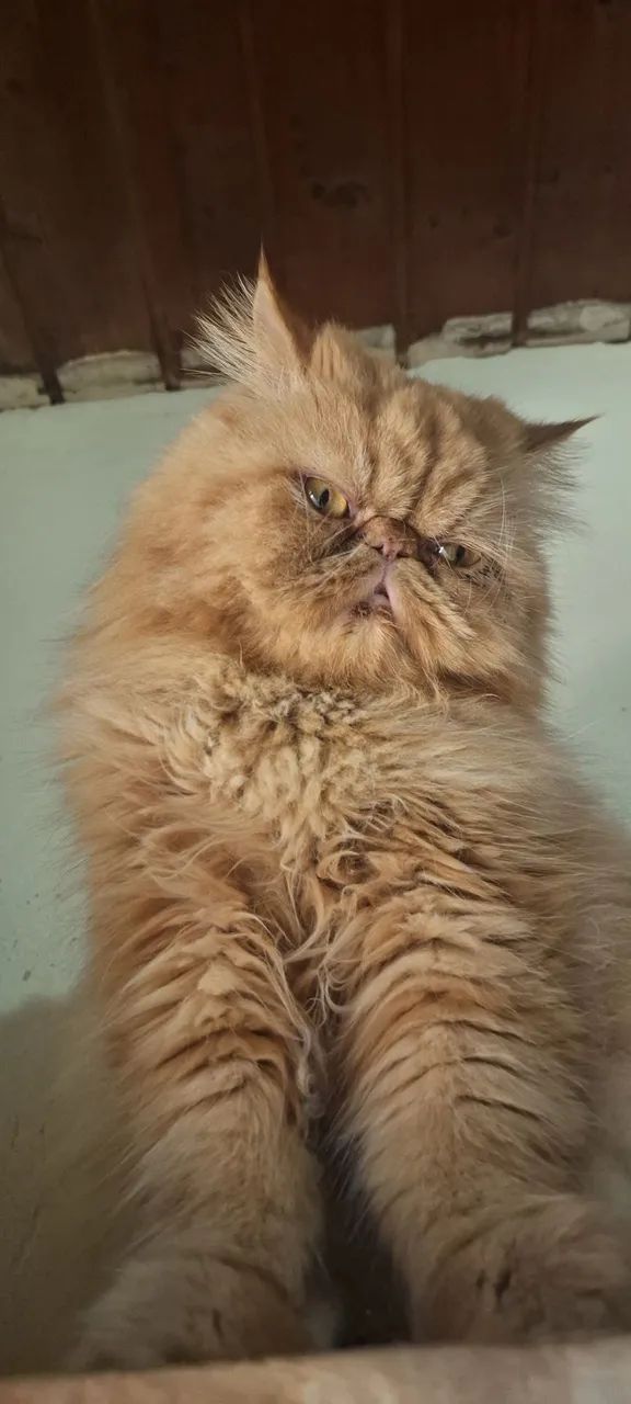 Filhote Persa show  - Foto 6