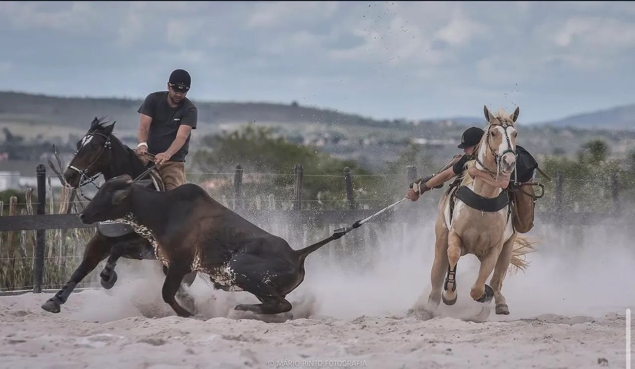 Cavalo de direita  - Foto 5