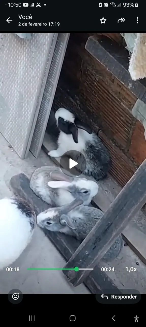 Coelhos em Arapiraca 