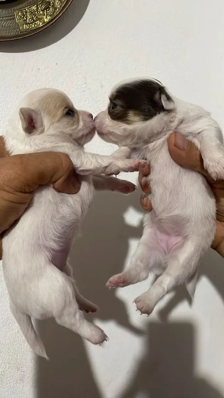 Chihuahua  - Foto 4