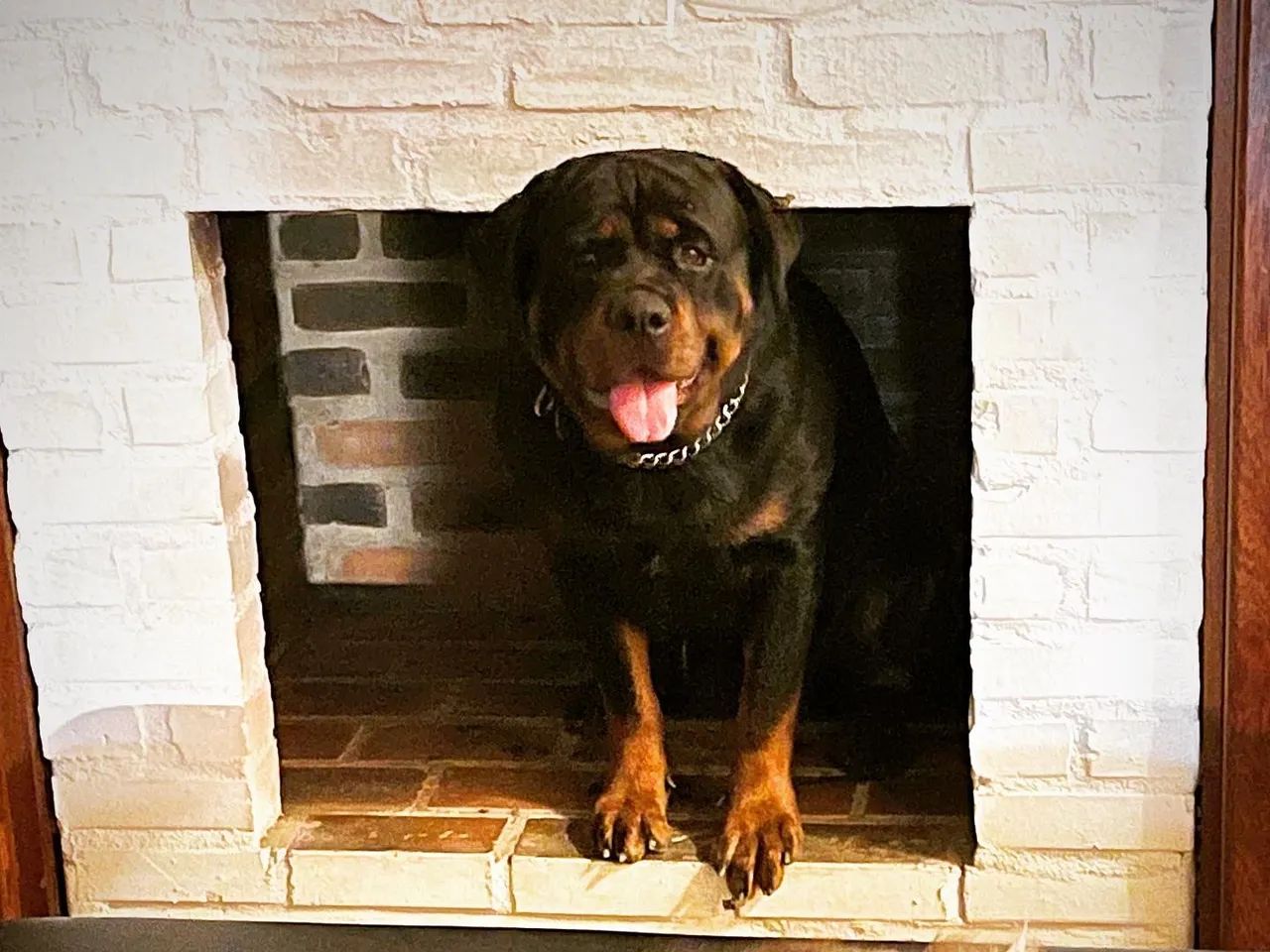 Filhotes Rottweiler com pedigree e microchip disponíveis  - Foto 3