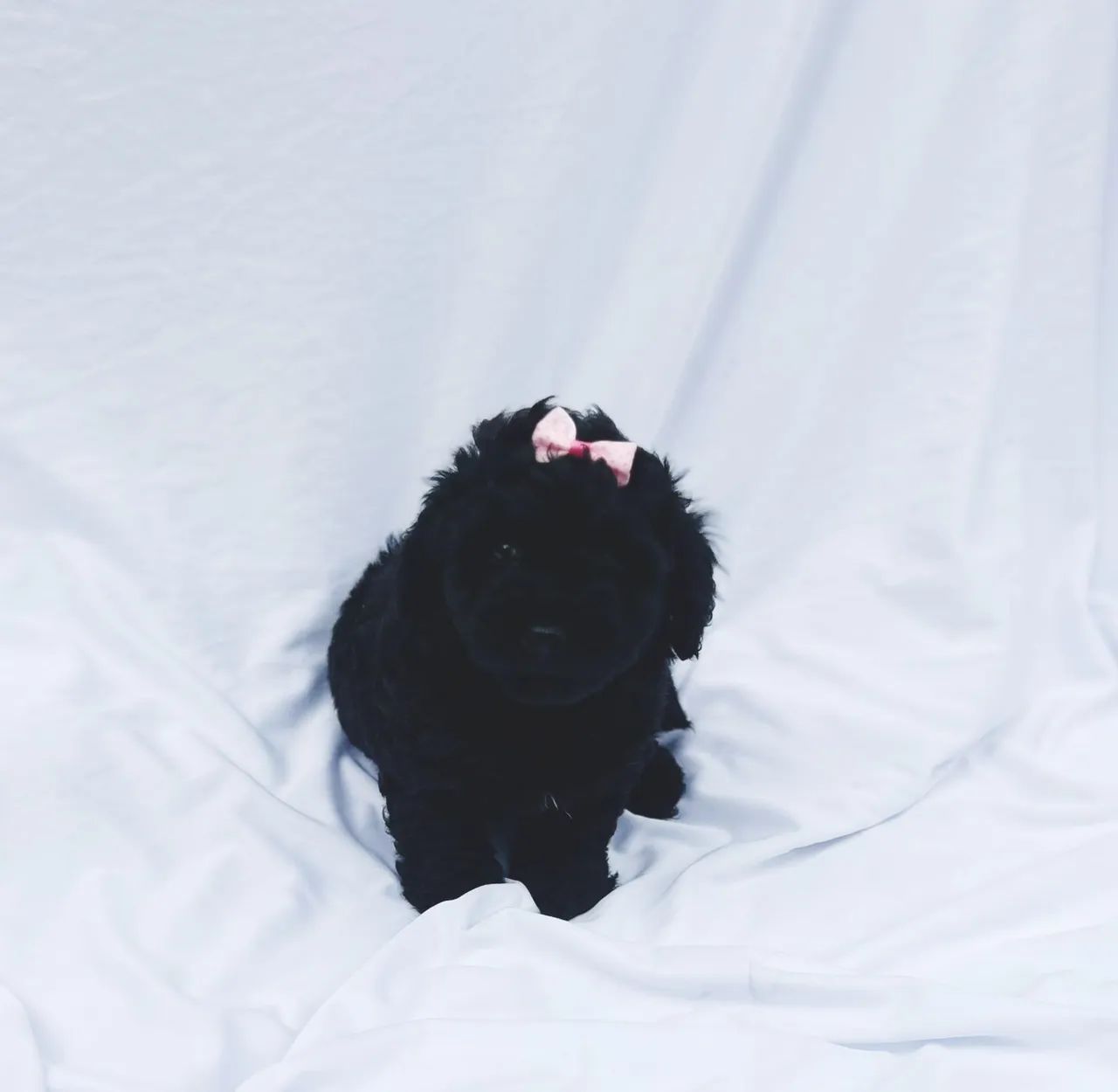 Poodle Preta - Super dócil e amigável 