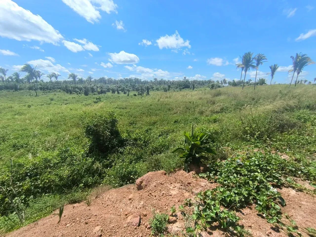 FAZENDA À VENDA  MIRANDA DO NORTE/MA - Foto 4