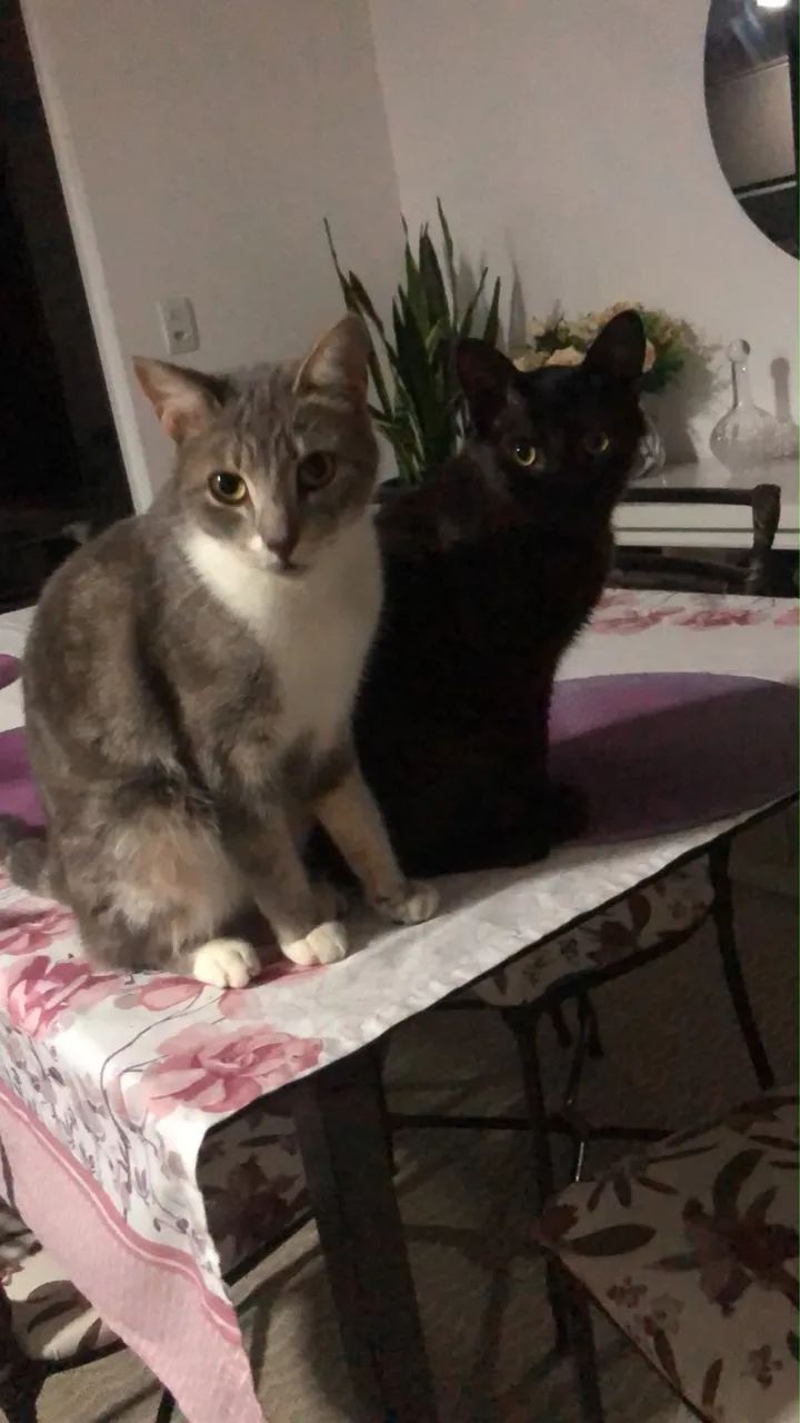 Gata cinza  - Foto 4