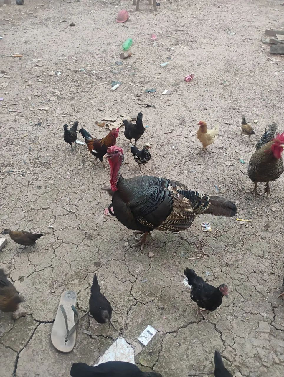 Perú macho