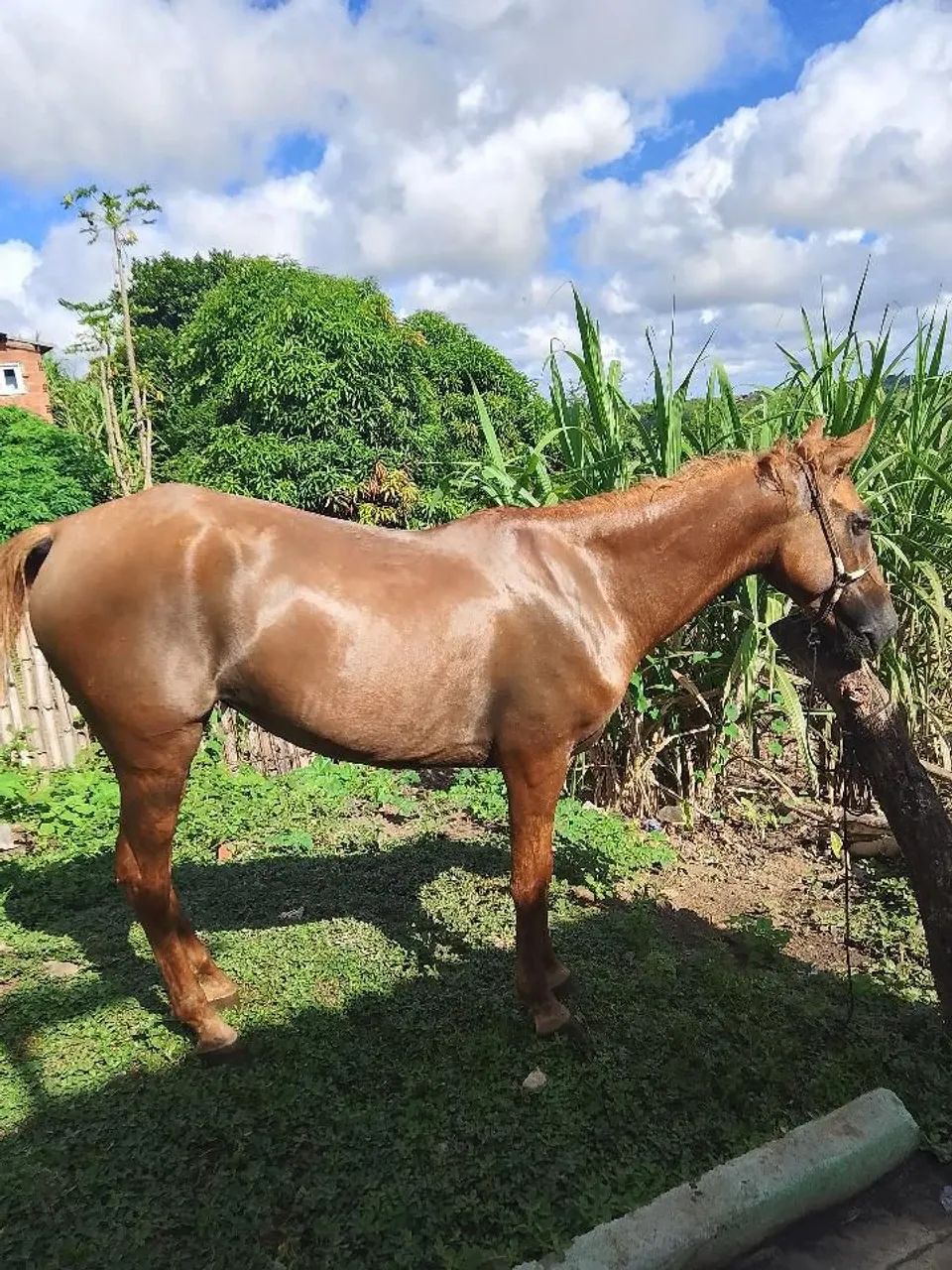 Égua quente pra quem gosta - Foto 3