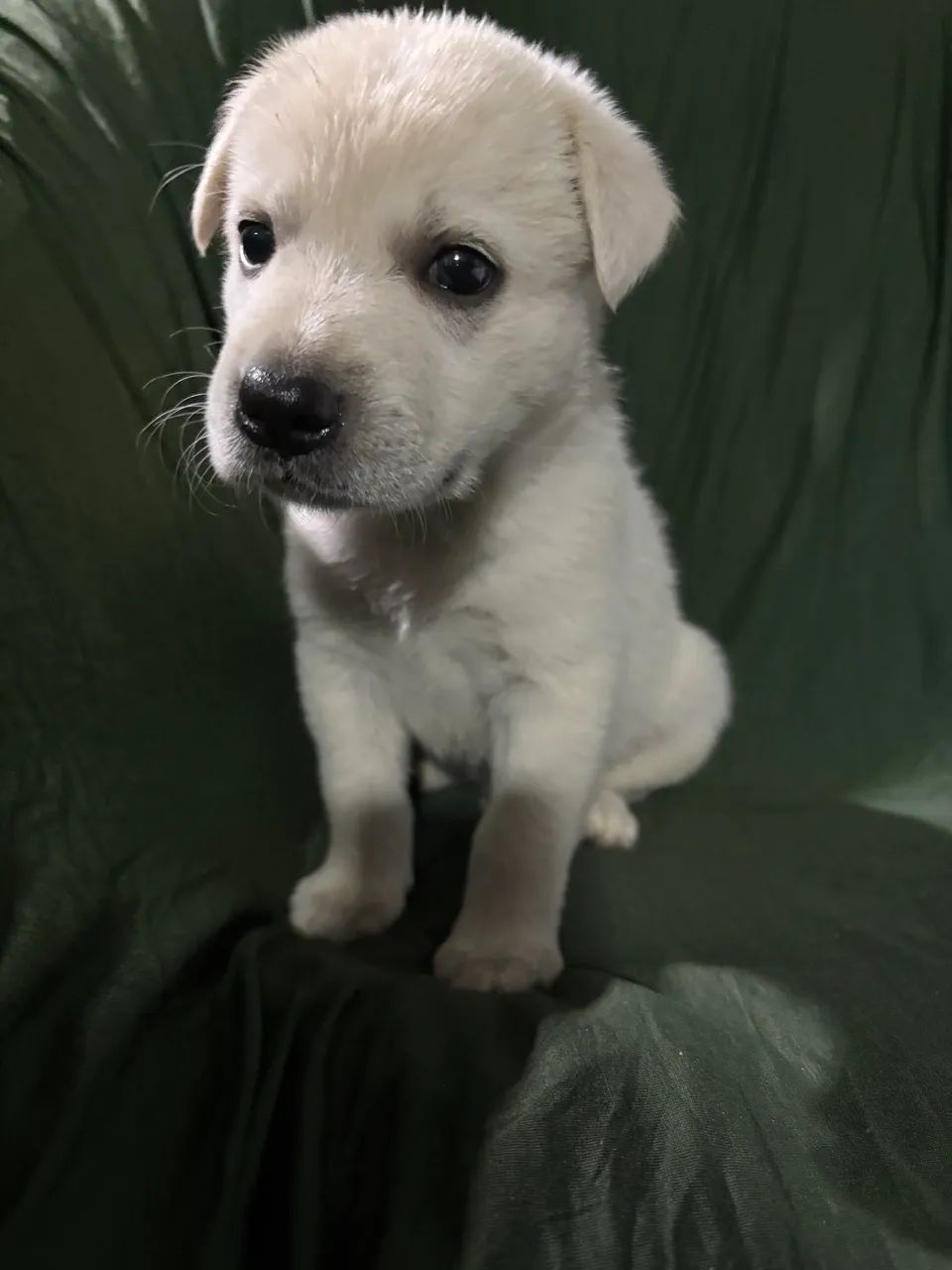 Adoção de cachorrinhos - Foto 3