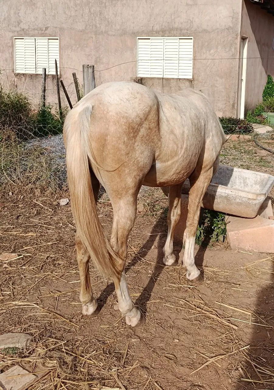 vendo potro quarto de milha  - Foto 4
