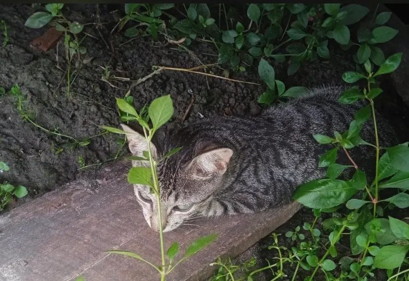 Gato  - Foto 3