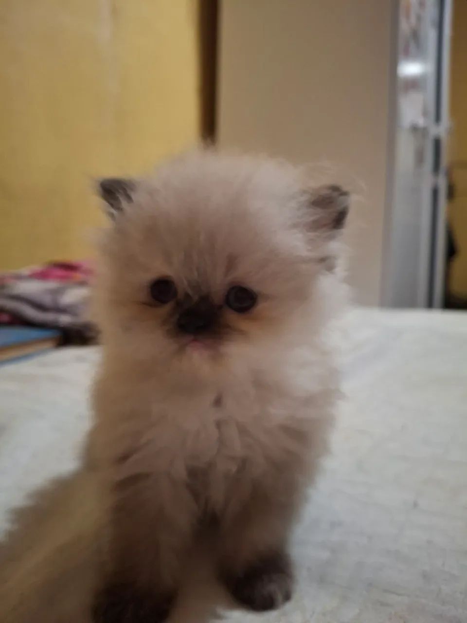 Gata Persa - Foto 3