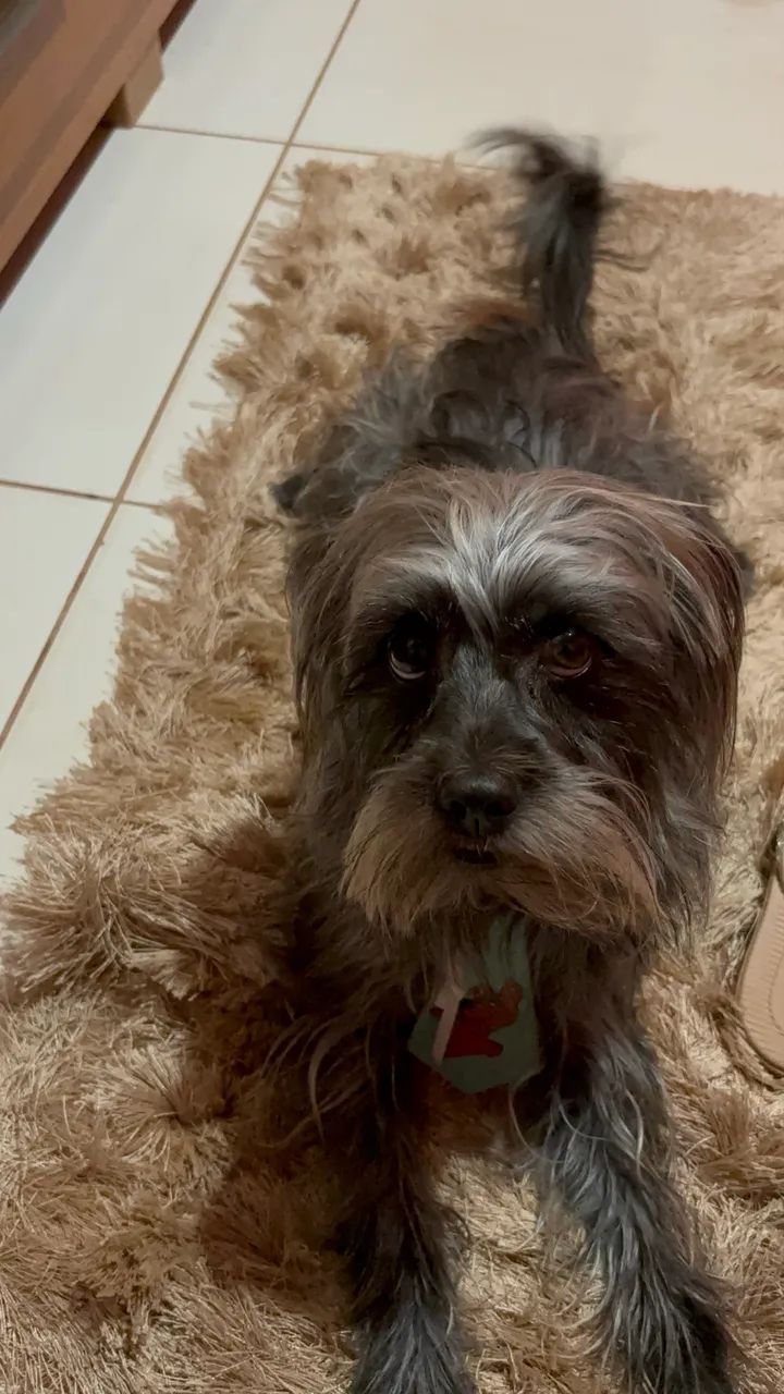 Procuro esse cachorro  - Foto 3