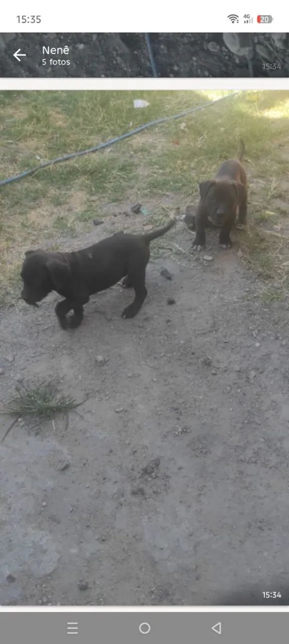 Filhotes de Pitbull 