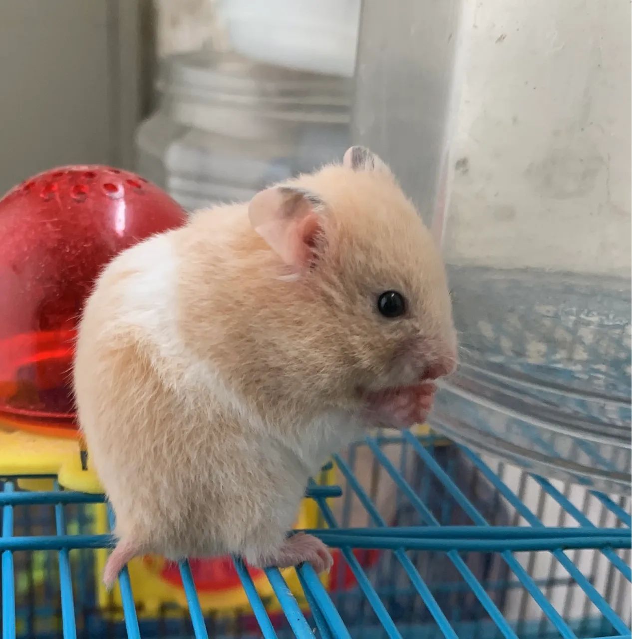 Vendo filhotes de hamster  - Foto 3