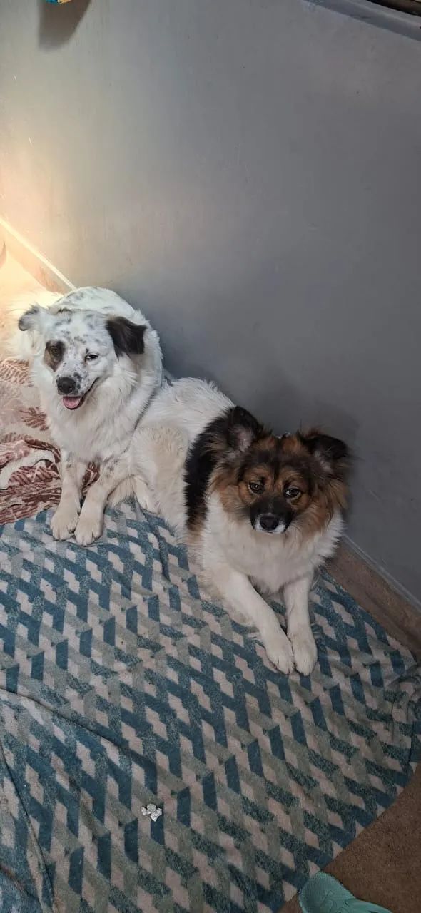 Cachorro - Foto 2