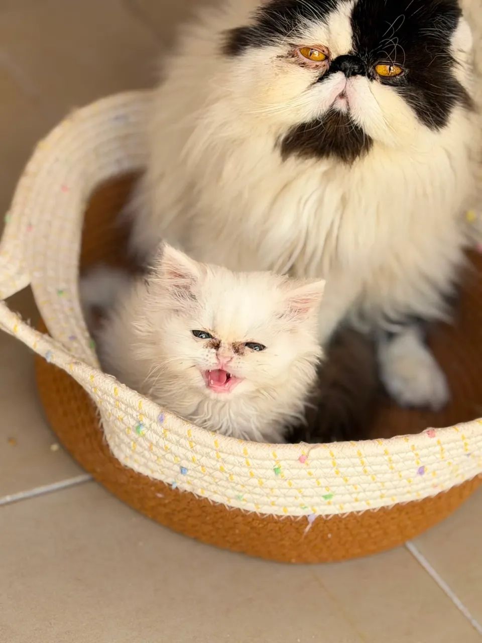 Vendo Gato persa 