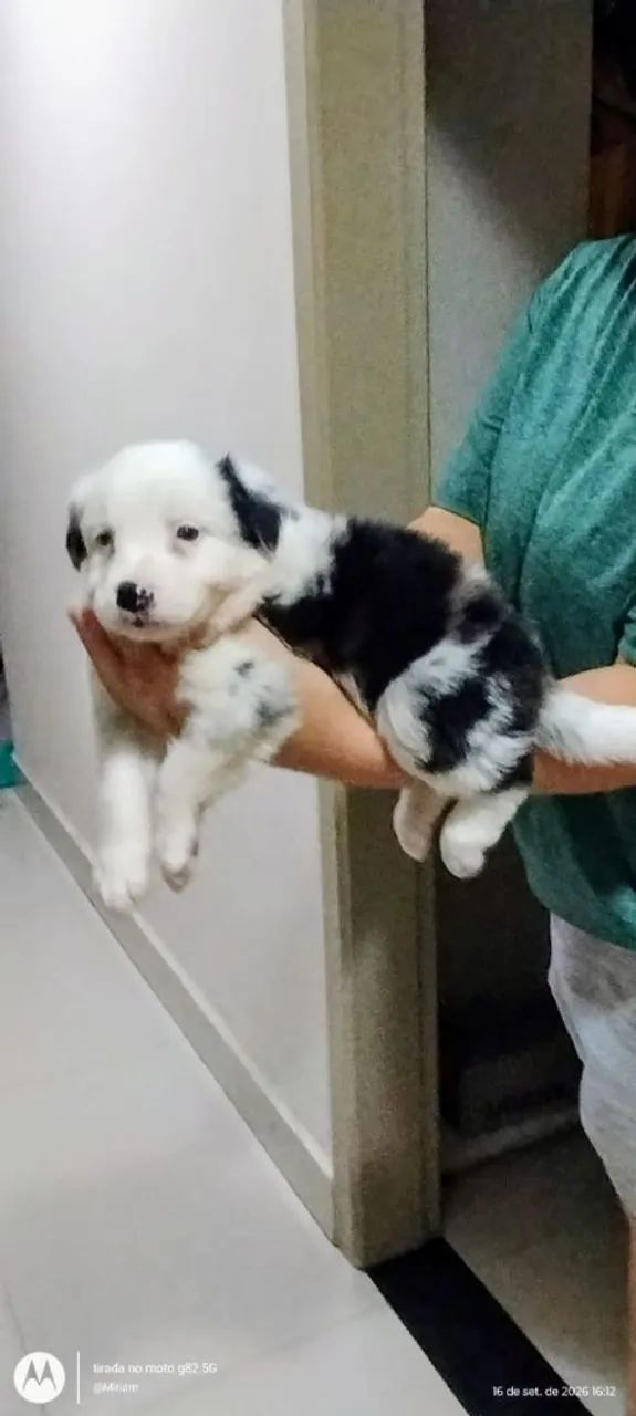 Border Collie 