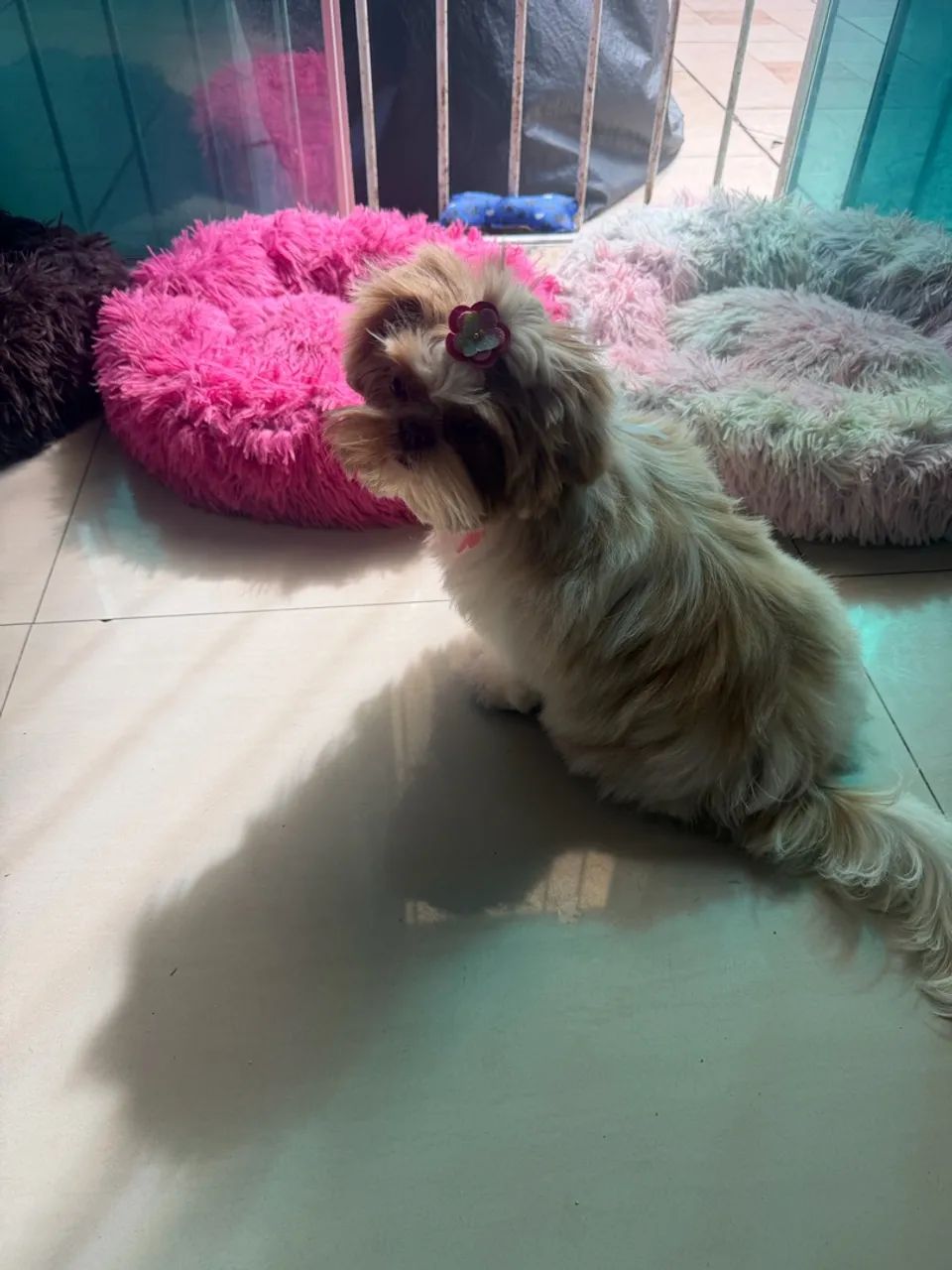 Shitzu fêmea 5 meses - Foto 4
