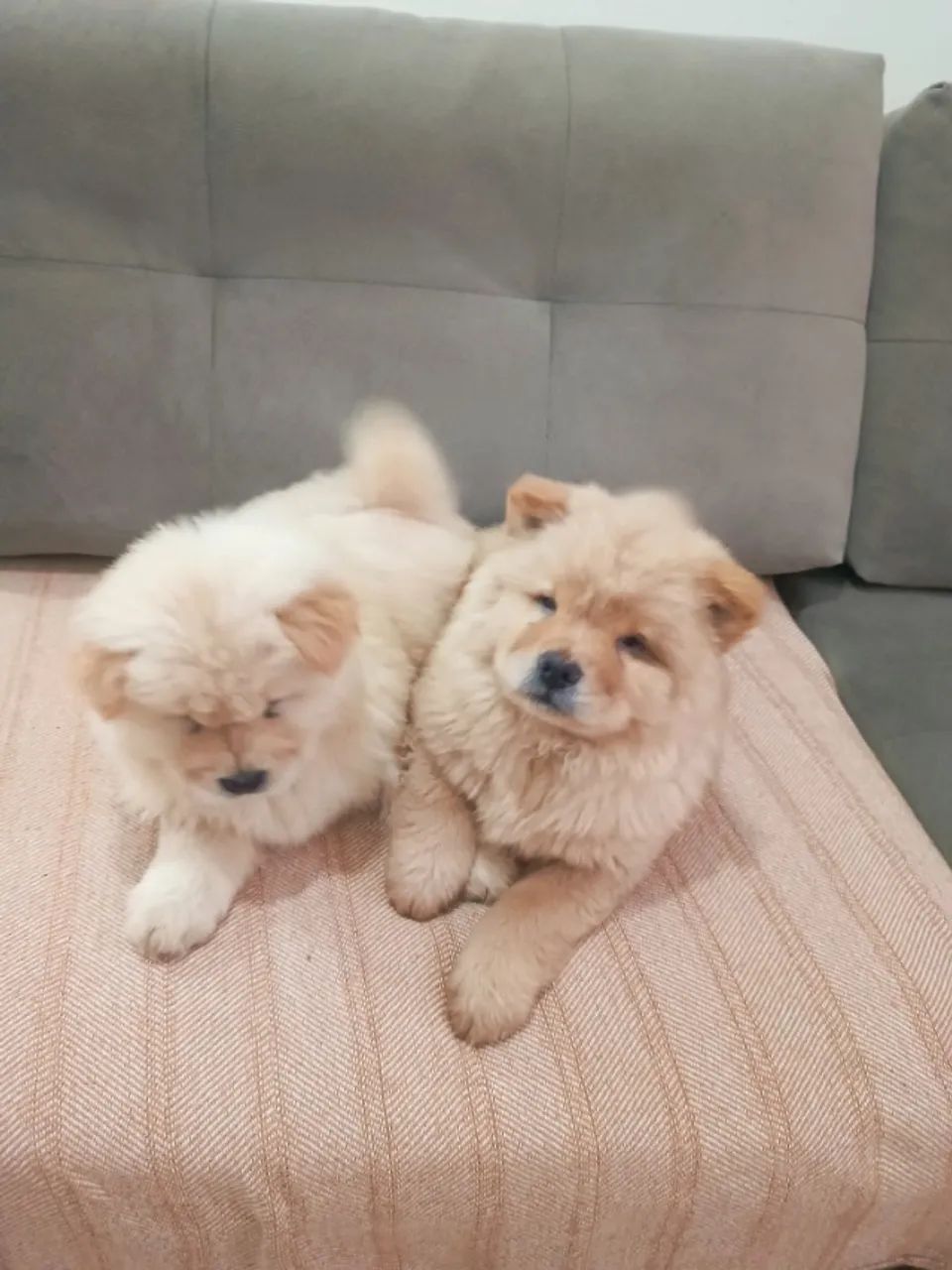Filhote de Chow Chow - Cor Creme - Foto 2