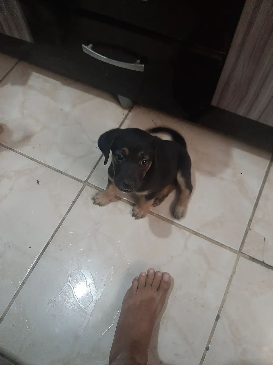 Cachorrinha  - Foto 4