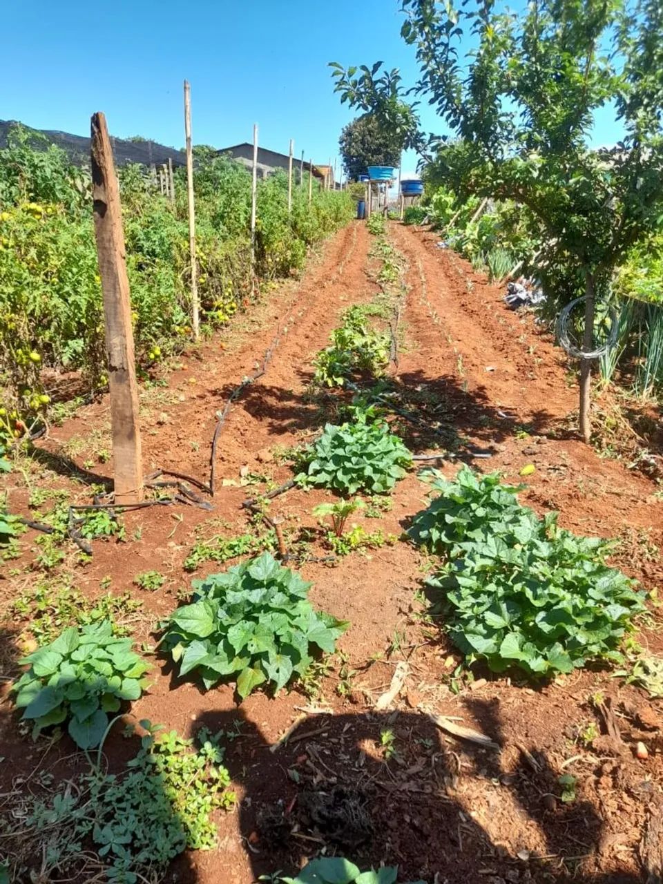 Vendo terreno  - Foto 4