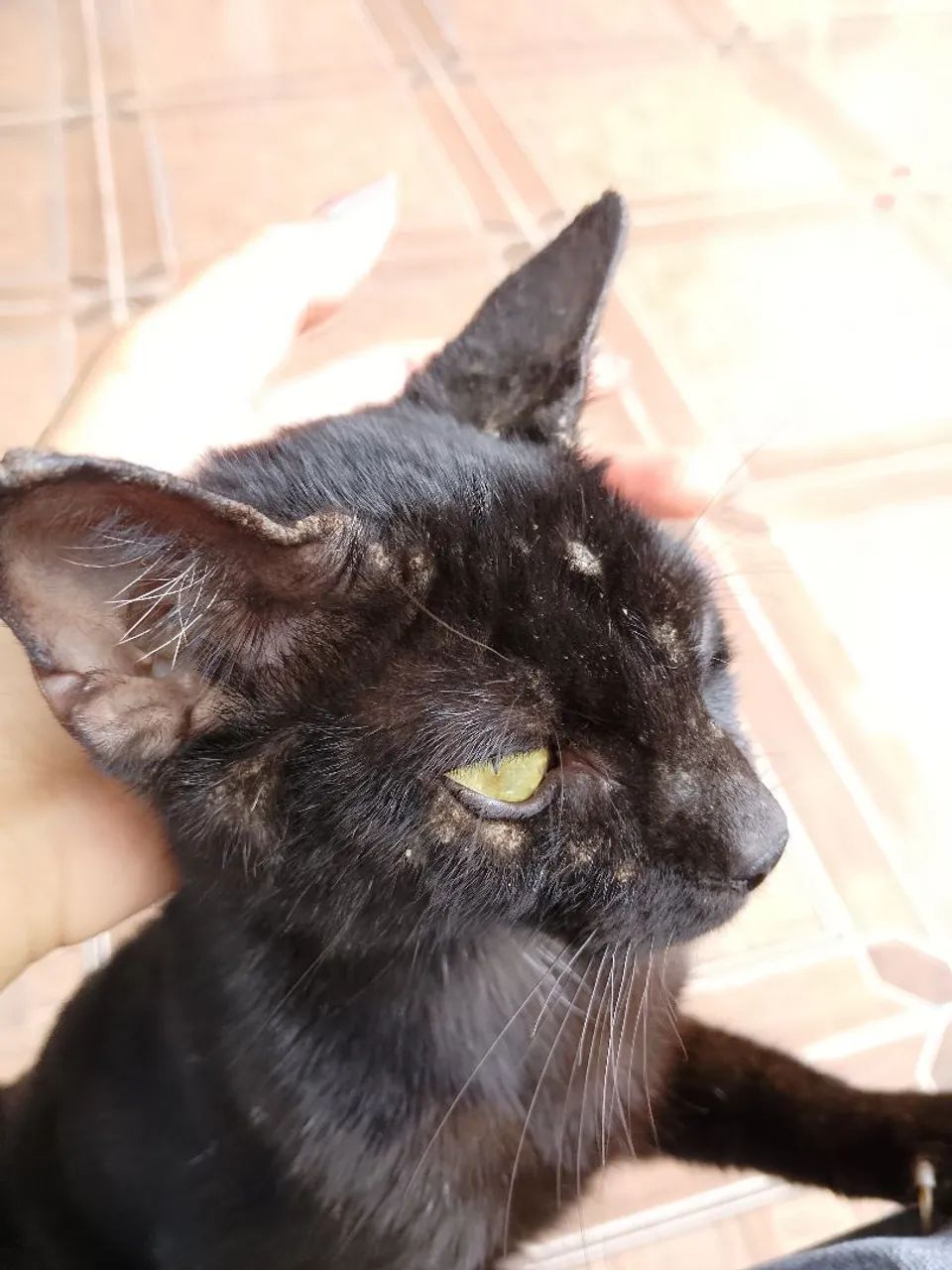 Gata doação - Foto 4