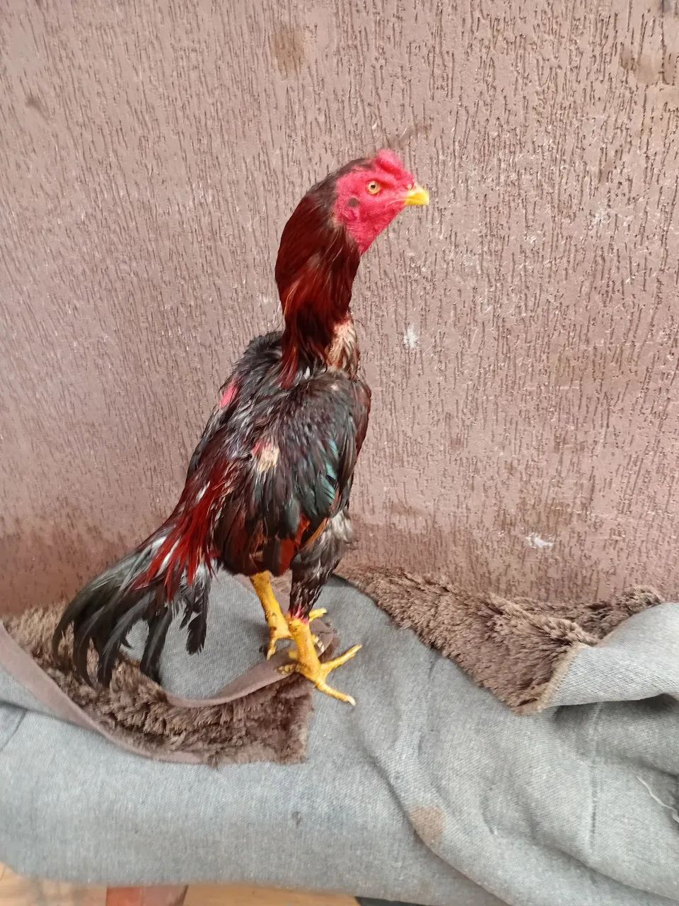 Galo índio  - Foto 5