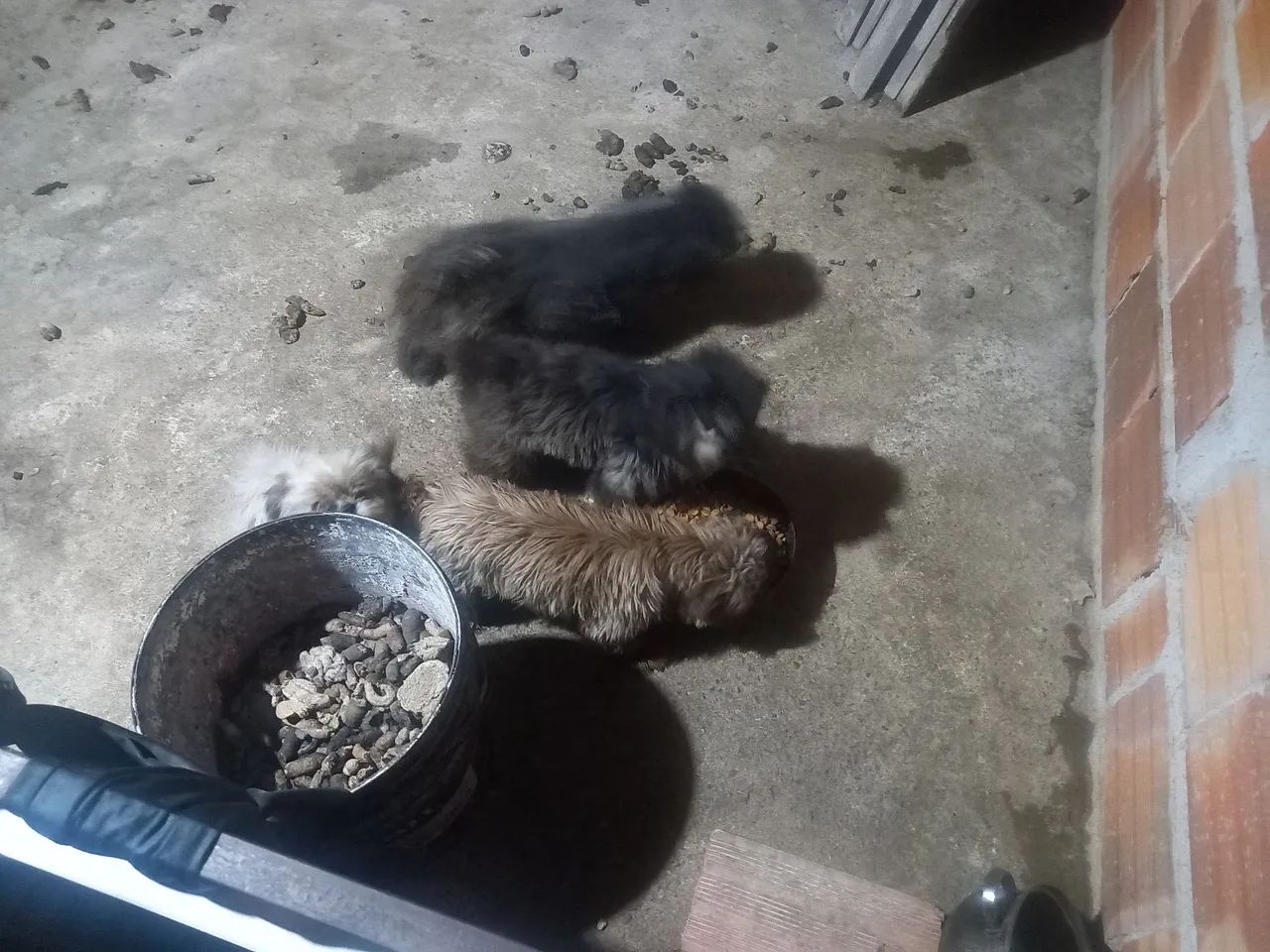 Shih tzu  - Foto 2