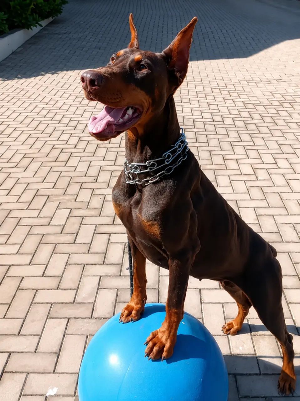 Dobermann de trabalho (Reserva) - Foto 3