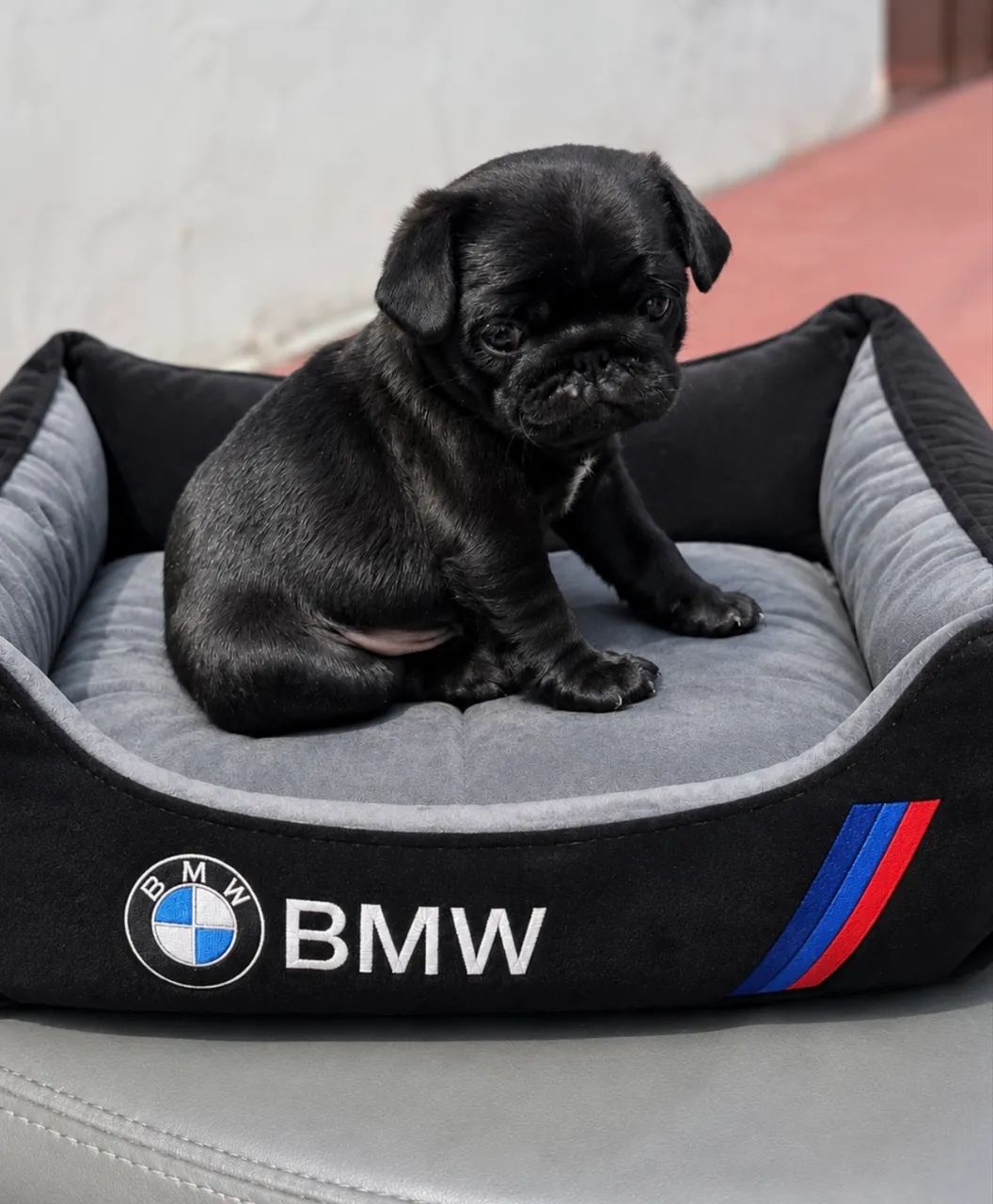 Filhote Pug Black  - Foto 2