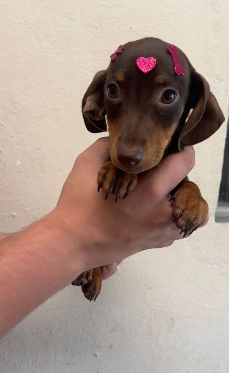 Dachshund encantador e expressivo - Foto 2