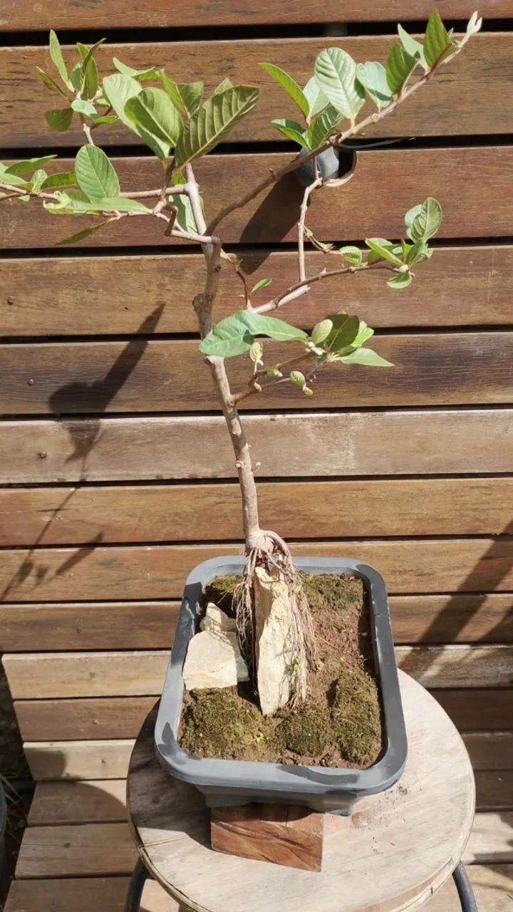 Bonsai de Goiaba na pedra - Foto 3