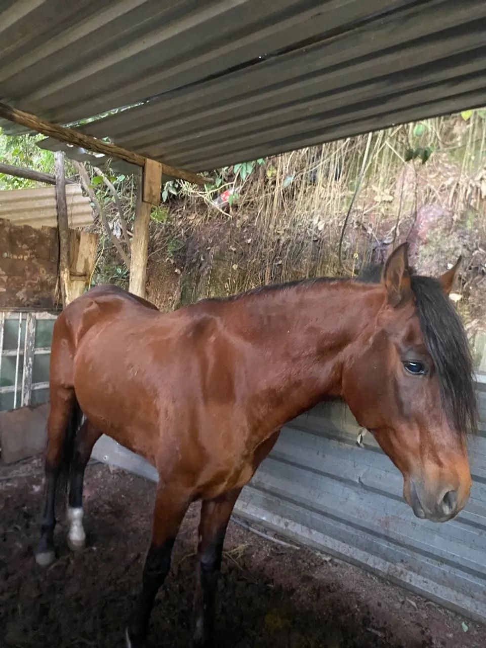 Cavalos - Foto 3