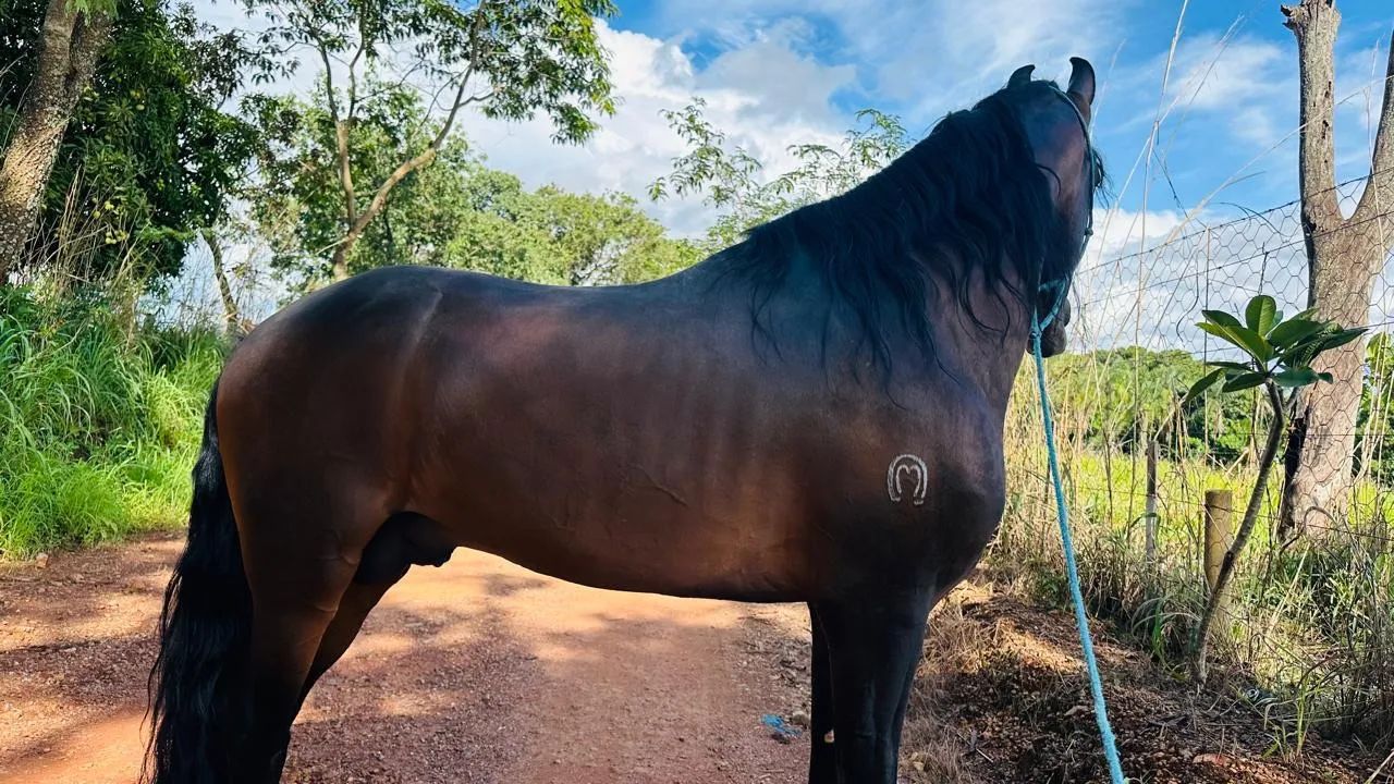 Vendo cavalo - Foto 3