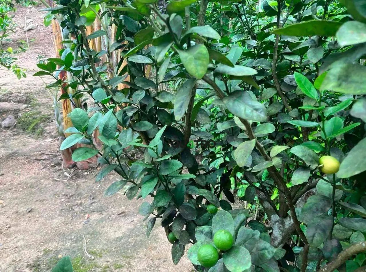 Oportunidade Sítio à Venda na Serra de Mulungu. - Foto 5