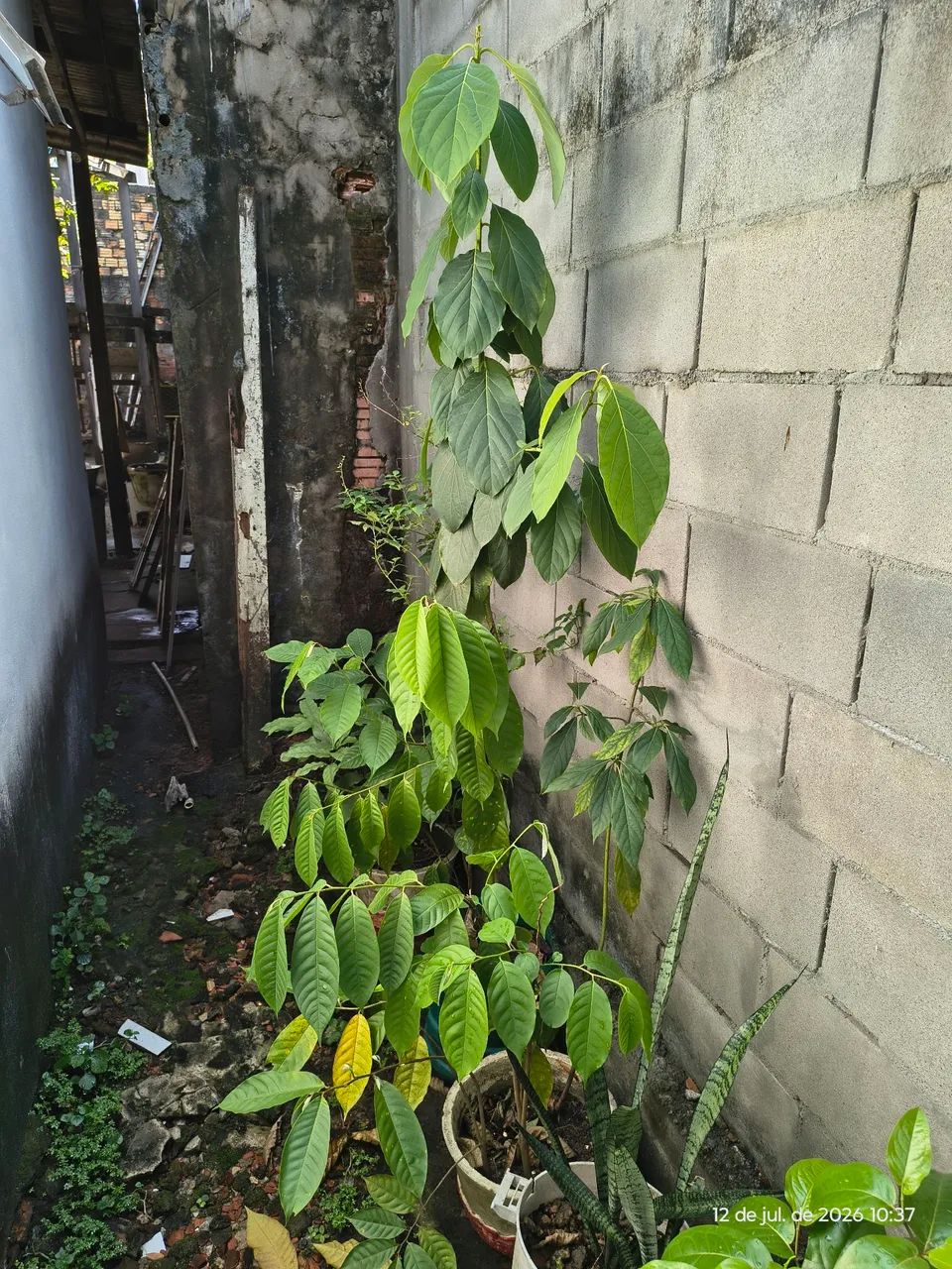 Plantas  - Foto 5