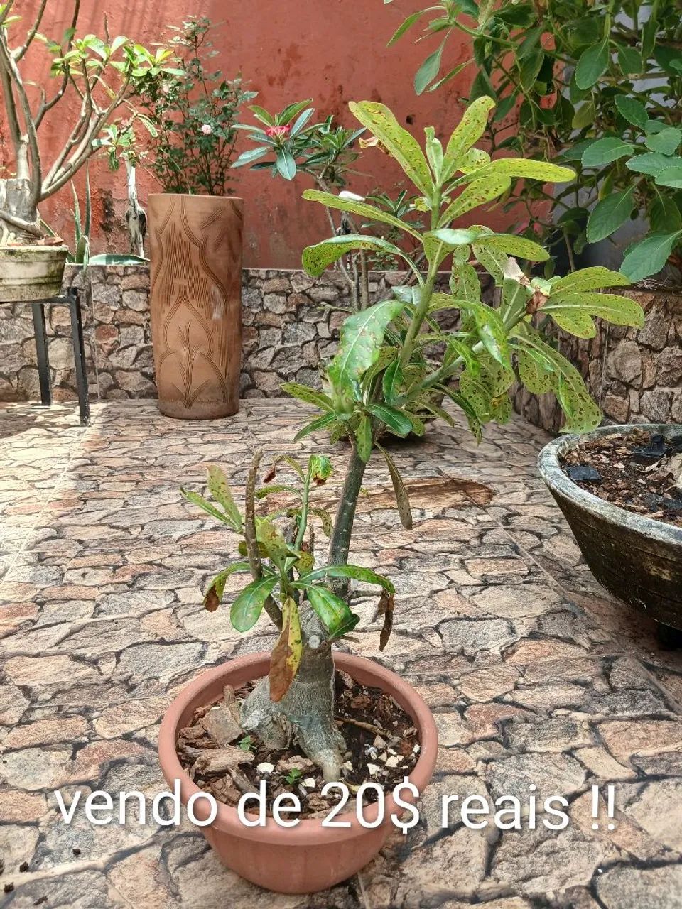 Plantas do deserto  - Foto 3