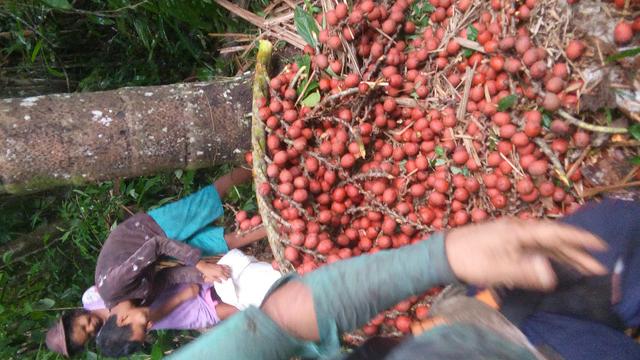 Vendo buriti no saco e em popa tambem aceitamos encomendas