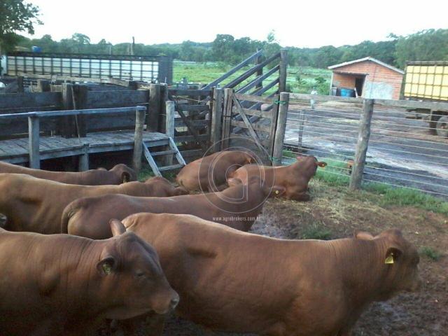 Fazenda 200 hectares na beirada br 070 - Foto 15