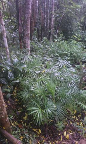 Mudas nativas - Foto 3