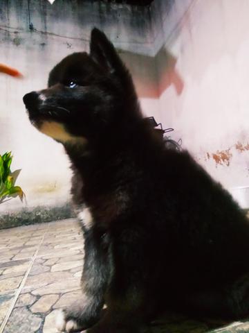 Vendo filhotes de husky siberiano - Foto 3