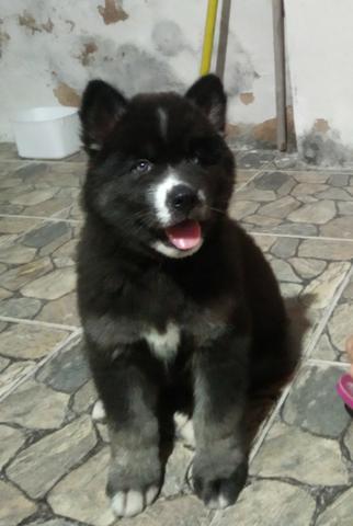Vendo filhotes de husky siberiano