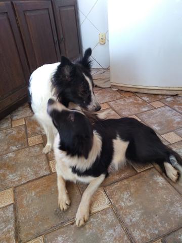 Border Collie lindos filhotes
