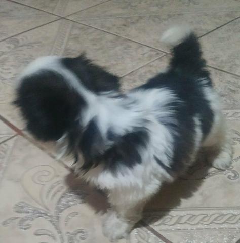Shih Tzu
