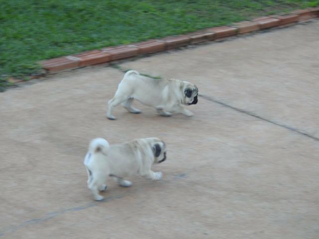 Filhotes De Pug Com GARANTIA - Foto 3
