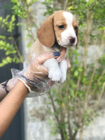Para alegrar seu dia filhote de Beagle disponível - Foto 3